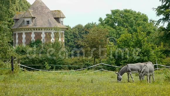 一座法国城堡里的驴子视频的预览图