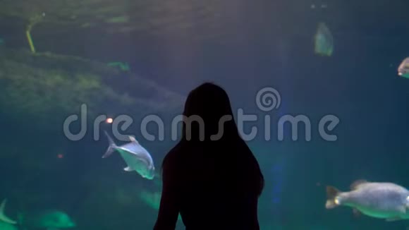 一个女人在海洋馆里观看一个巨大的水族馆里面装满了奇异的鱼视频的预览图