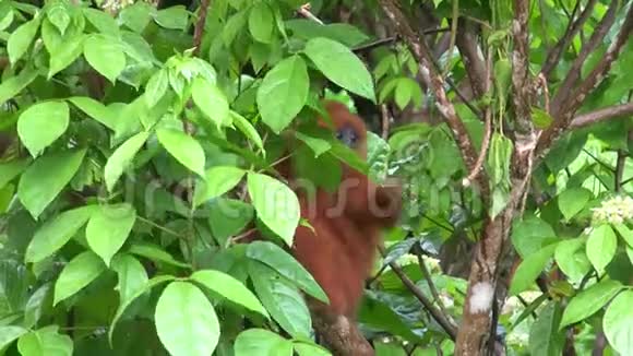 树枝上的红猴叶视频的预览图
