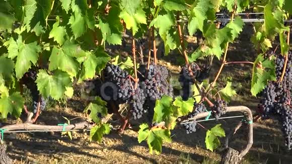 九月的一天用一束成熟的葡萄酿造葡萄酒意大利的葡萄园视频的预览图