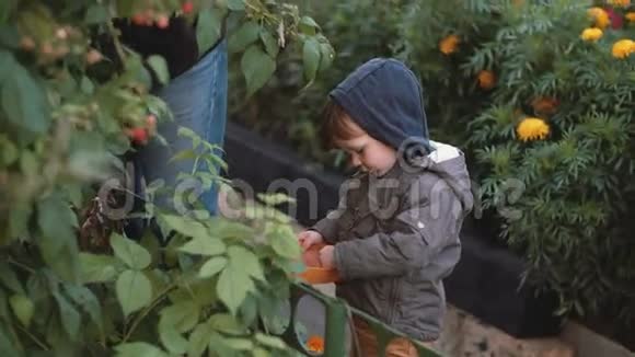 可爱的小男孩站在灌木丛附近用手从橙色的碗里吃浆果户外活动4K视频的预览图
