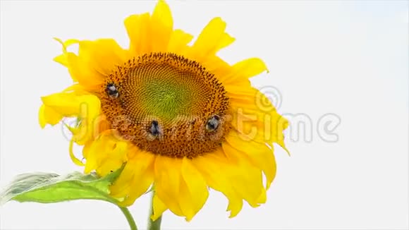 向日葵和蜜蜂视频的预览图