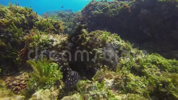章鱼交配美丽的彩色章鱼对鱿鱼海洋生物视频的预览图