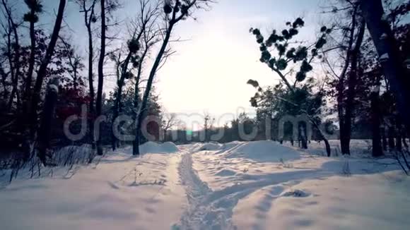 在冬天阳光明媚的日子穿过白雪皑皑的针叶松林视频的预览图