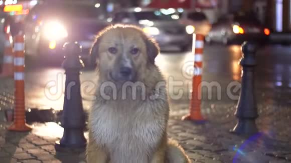 流浪狗在城市街道的夜晚在过往车辆和行人的背景下栖息视频的预览图