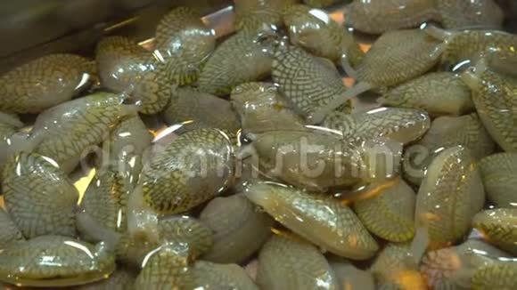 大量的小软体动物在装有水的容器里餐厅水族箱中的蛤蜊出售给食客视频的预览图