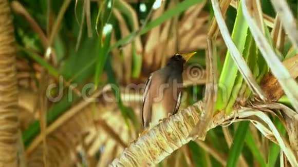 一只小鸟在牛粪上这只美丽的小鸟在热带岛屿的一棵树上唱歌棕榈树泛着光越南视频的预览图