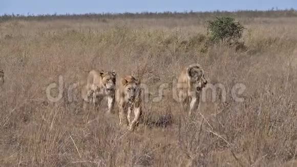 非洲狮潘特拉里奥穿过肯尼亚内罗毕公园萨凡纳视频的预览图