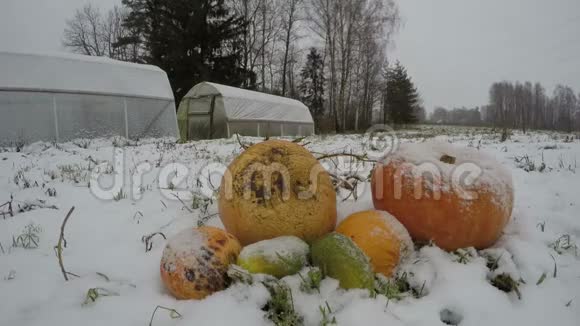 南瓜堆上的农场花园下了雪时间流逝视频的预览图