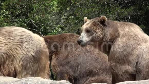 野生棕色熊在荒野视频的预览图