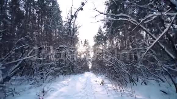 在冬天阳光明媚的日子穿过白雪皑皑的针叶松林视频的预览图