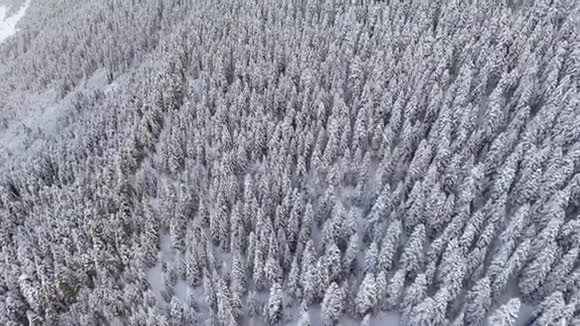 无人机飞过冬天结霜的木头覆盖着大雪的松树视频的预览图
