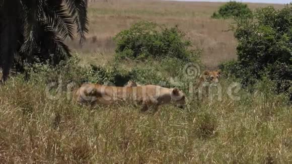 非洲狮潘特拉里奥穿过肯尼亚内罗毕公园萨凡纳视频的预览图