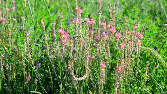 蜜蜂授粉石楠生长在草地上视频的预览图