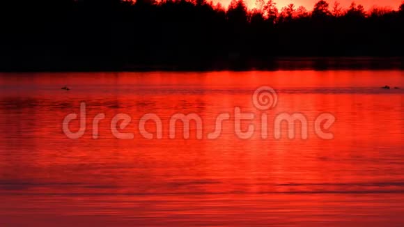 在明尼苏达州的贝米吉日落时鸭子在美丽的湖里游泳视频的预览图
