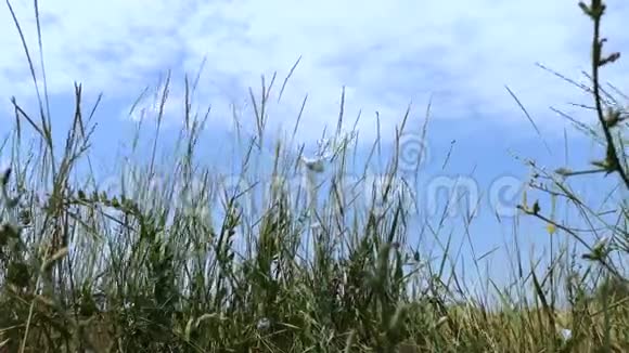 乌克兰一个麦田的风车节能理念视频的预览图