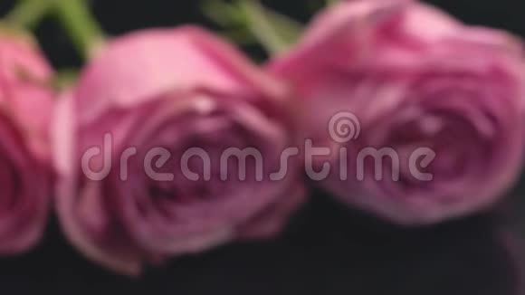 玫瑰的粉红色在一个黑暗的背景上散发着清新的香水气味花束礼物惊喜玫瑰花的爱情心情视频的预览图