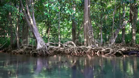 泰国克拉比省翡翠池和红树林PaPhruThaPomKhlongSongNam电影院视频的预览图