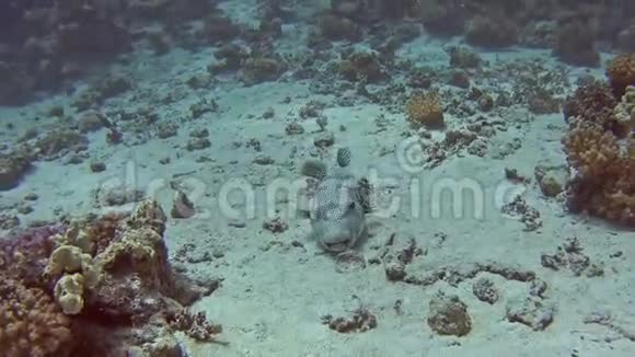 珊瑚礁热带海洋中的巨型河豚视频的预览图