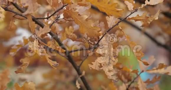 秋天的树叶和树木慢动作视频的预览图
