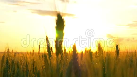夕阳西下一个美丽的金色太阳透过小麦穗在一个麦田里闪耀视频的预览图