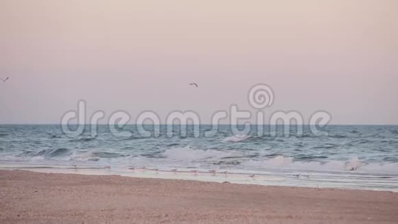 一群海鸥坐在沙滩上海鸥坐在大海的背景上视频的预览图