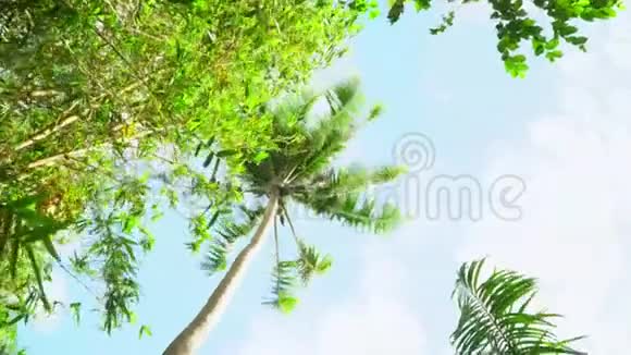 棕榈树泛着光高美绿掌树随风摇动视频的预览图