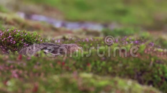 苏格兰凯恩戈姆国家公园的山坡上一只山兔正在休息躲在夏天的紫色石楠丛中视频的预览图