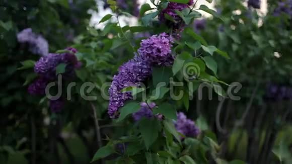 灌木丛紫丁香视频的预览图