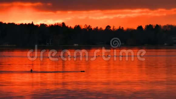 鸭子在夕阳下美丽的湖里游泳视频的预览图