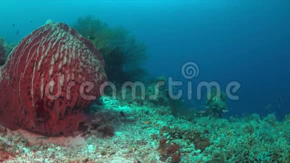 珊瑚礁和大海绵珊瑚视频的预览图