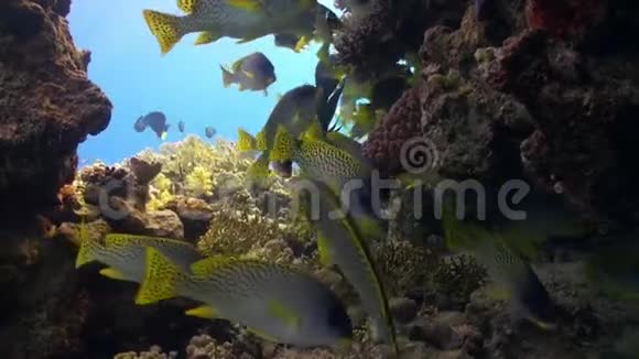 在珊瑚礁上的庞达斯科默森尼鱼学院在红海的水下放松视频的预览图