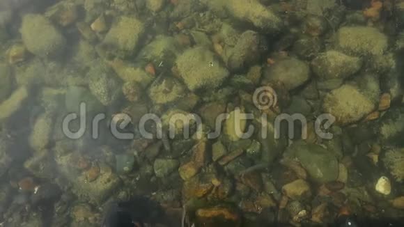 河底是透过水看到的小鱼在小溪的浅溪里游泳视频的预览图