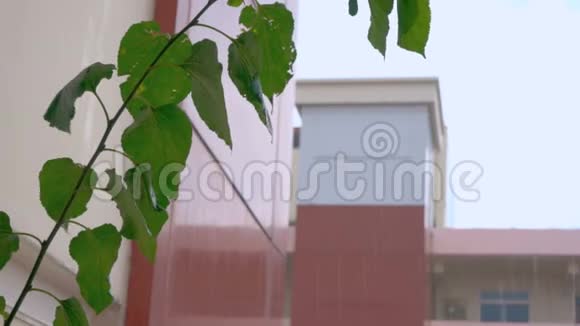 聚焦盆栽植物的叶子被50FPS拍摄视频的预览图