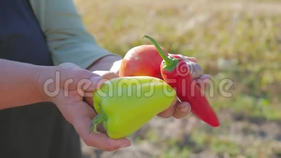 高级园丁手里拿着花园背景上的一种蔬菜有机食品视频的预览图
