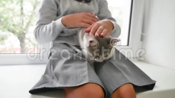 小猫和一个女孩玩猫在窗台上和一个女孩玩耍视频的预览图