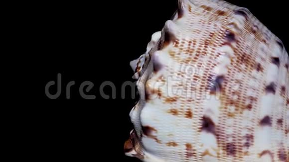 贝壳隔离在黑色背景白光一特写细节视频的预览图