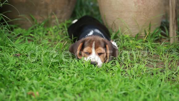 小猎犬想睡觉视频的预览图