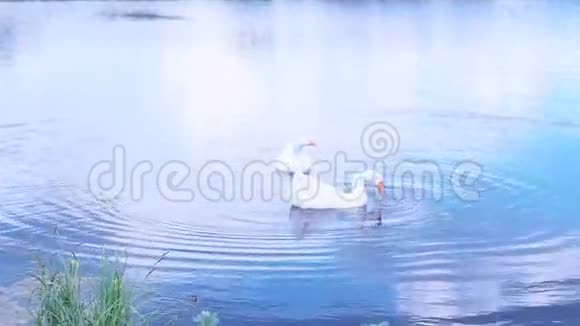 鹅和天鹅在湖上游泳视频的预览图