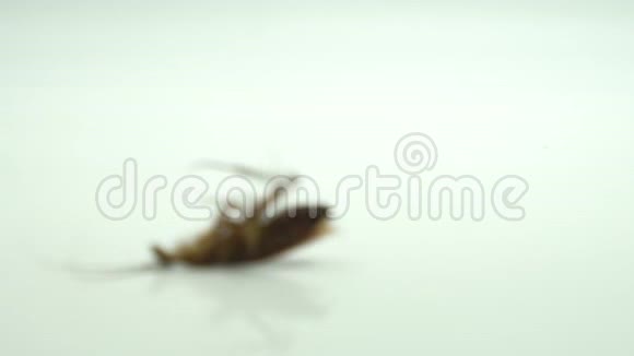 蟑螂麻花被喷洒杀虫剂然后倒在白色的地上视频的预览图