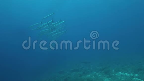 曼塔雷和Barracudas一所学校在珊瑚礁4k视频的预览图