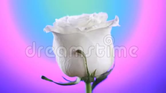白色玫瑰花旋转特写美丽背景爱的象征情人节卡片设计视频的预览图