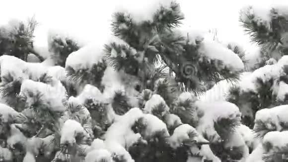 雪杉降雪圣诞节的样子视频的预览图