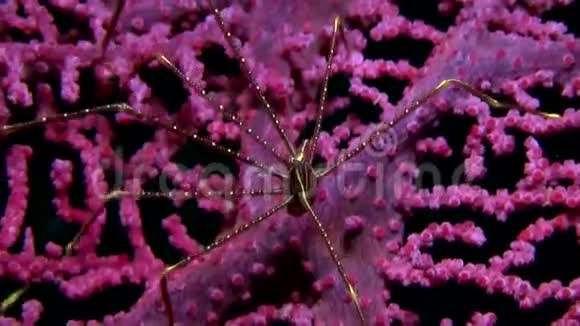 印度尼西亚伦贝海峡大猩猩珊瑚深蹲龙虾视频的预览图