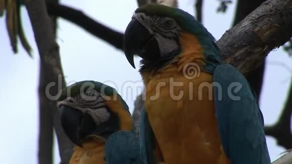 加拉帕戈斯群岛水上绿鹦鹉阿拉鸟视频的预览图