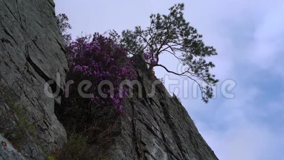 粉红色的花和悬崖边上的一棵树靠在天空上视频的预览图