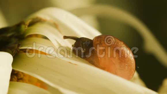 一只蜗牛吃着一片甘菊花瓣视频的预览图