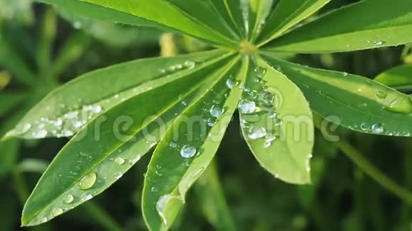 在阳光下雨后卢平绿的叶子被雨滴的露水紧紧地贴在上面大自然夏季背景视频的预览图