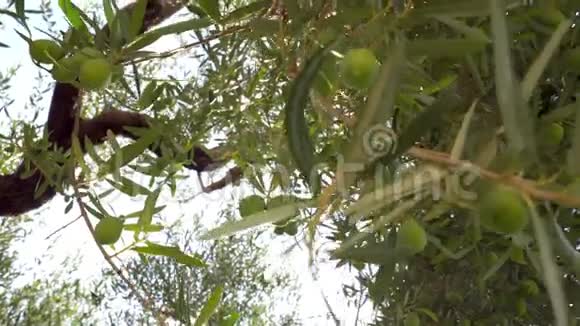 长满橄榄的树枝视频的预览图