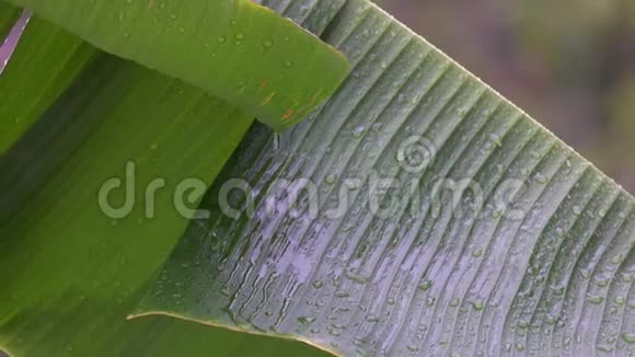 雨下的香蕉树叶子视频的预览图